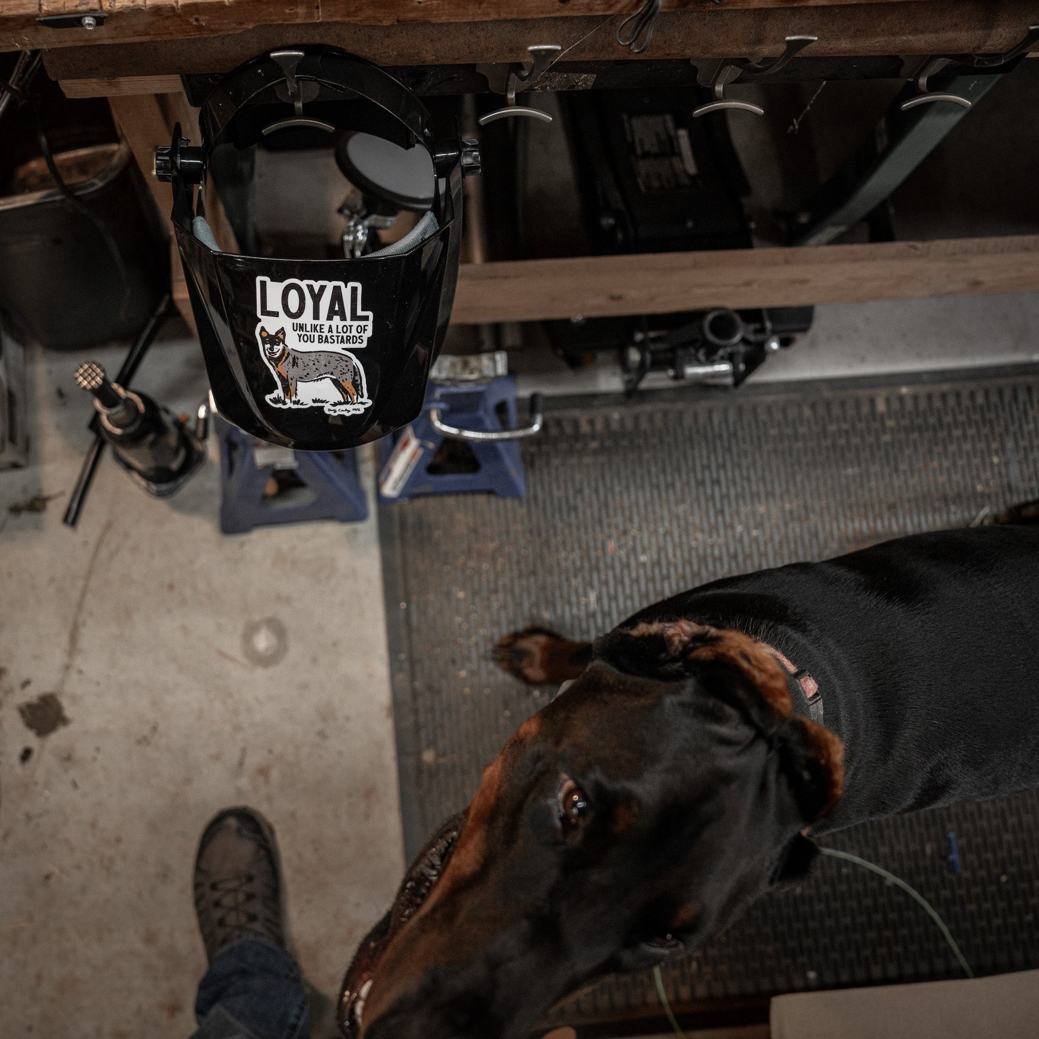 Loyal Unlike A Lot Of You Bastards Dog Decal