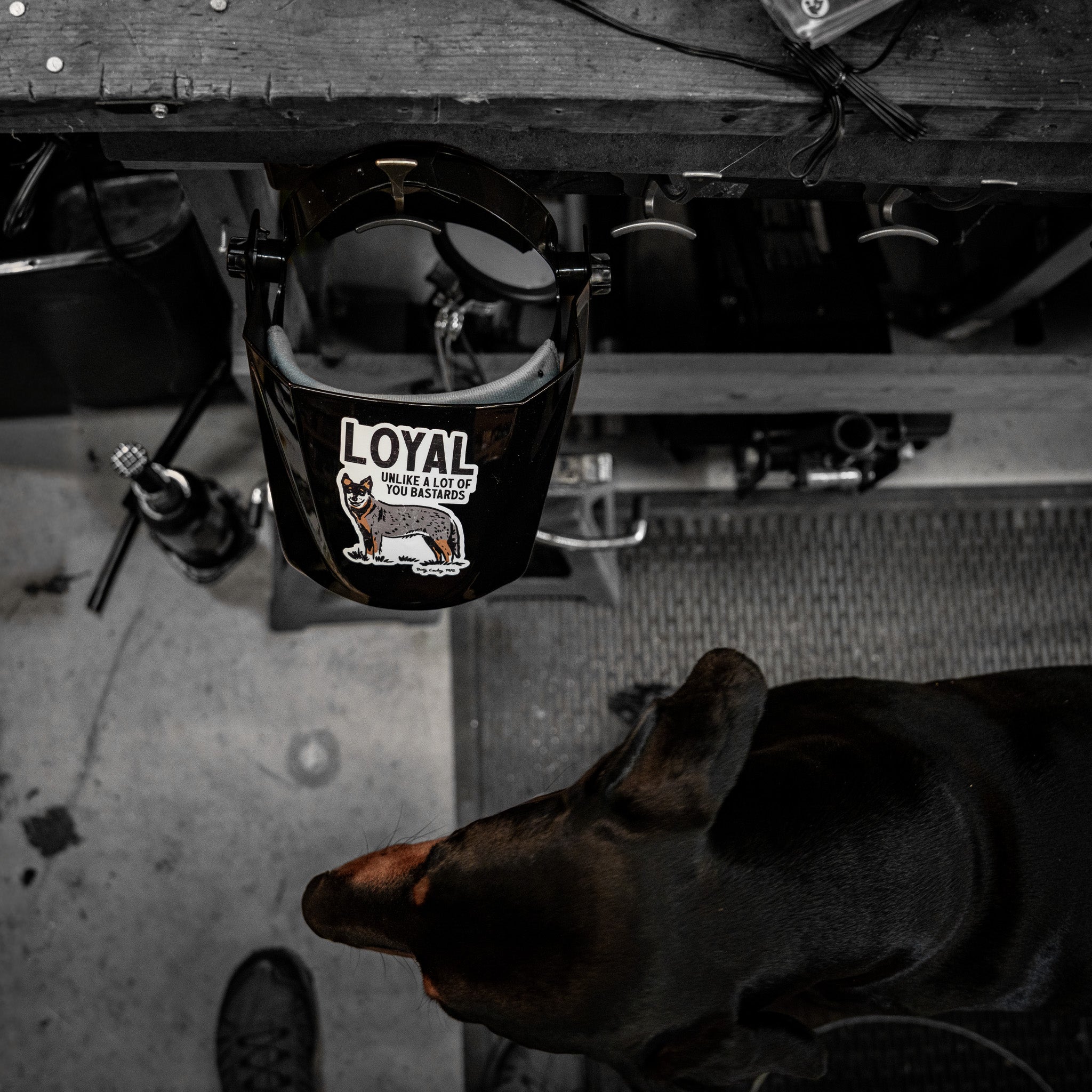 Loyal Unlike A Lot Of You Bastards Dog Decal